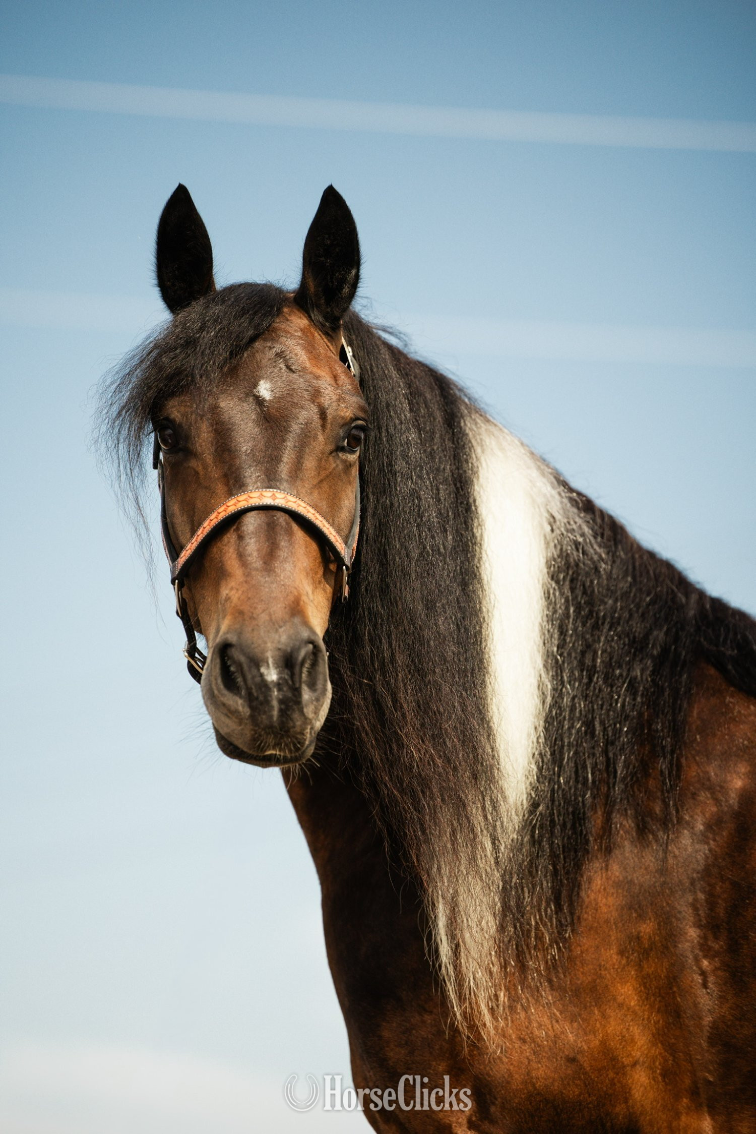 "Jackson" Pinto Gelding Gypsy Vanner