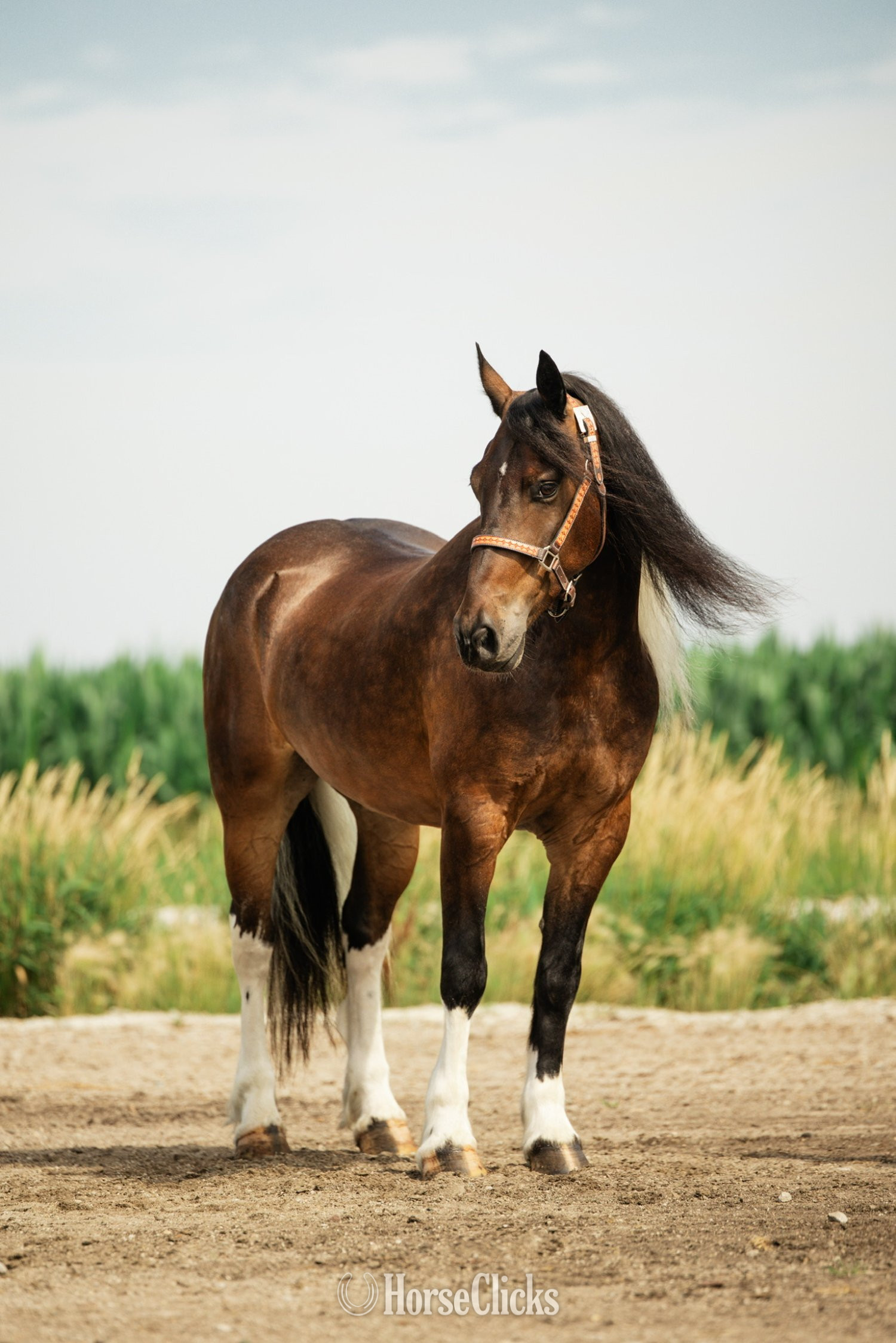 Iowa "Jackson" Pinto Gelding Gypsy Vanner