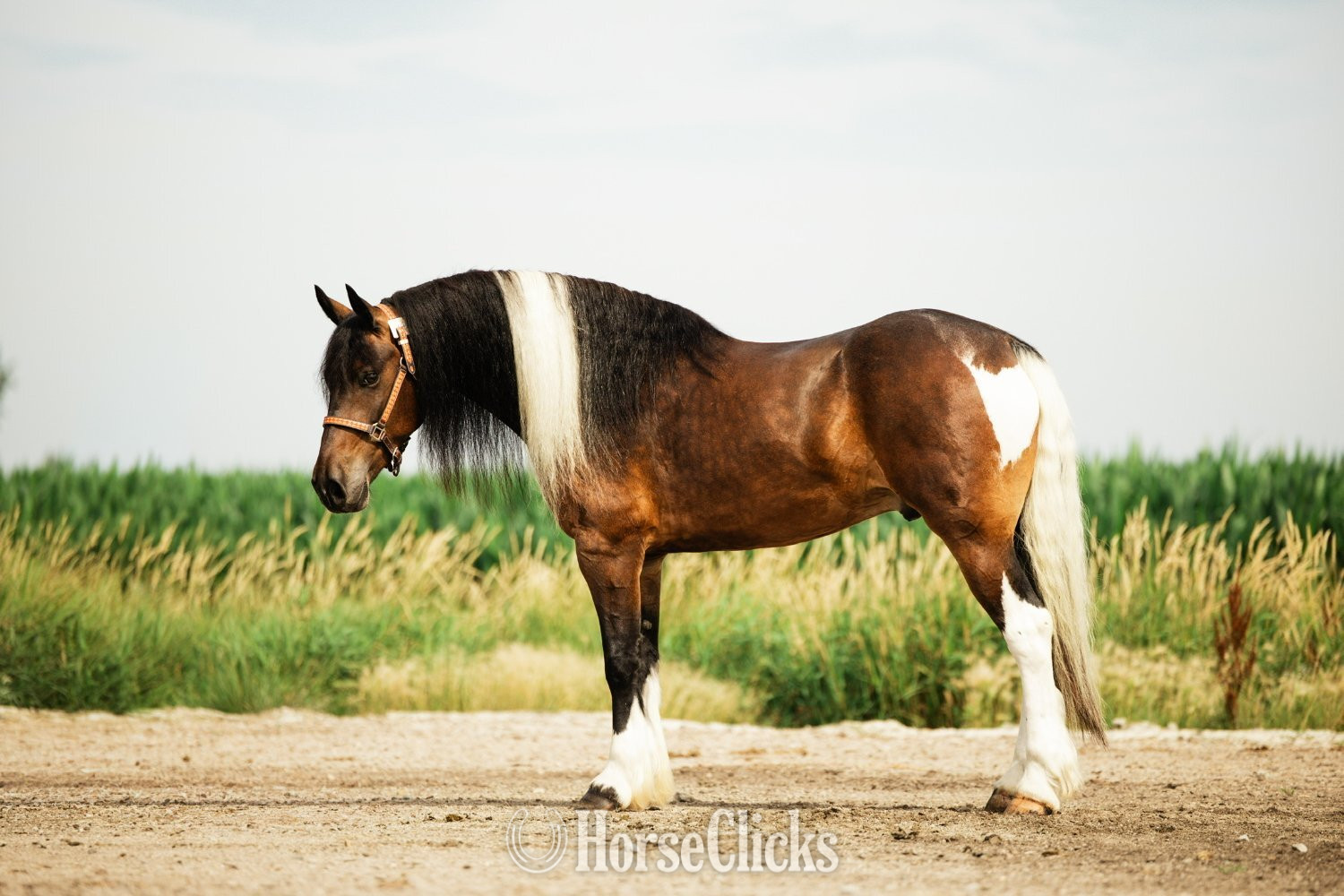 "Jackson" Pinto Gelding Gypsy Vanner - Gypsy Vanner in Iowa