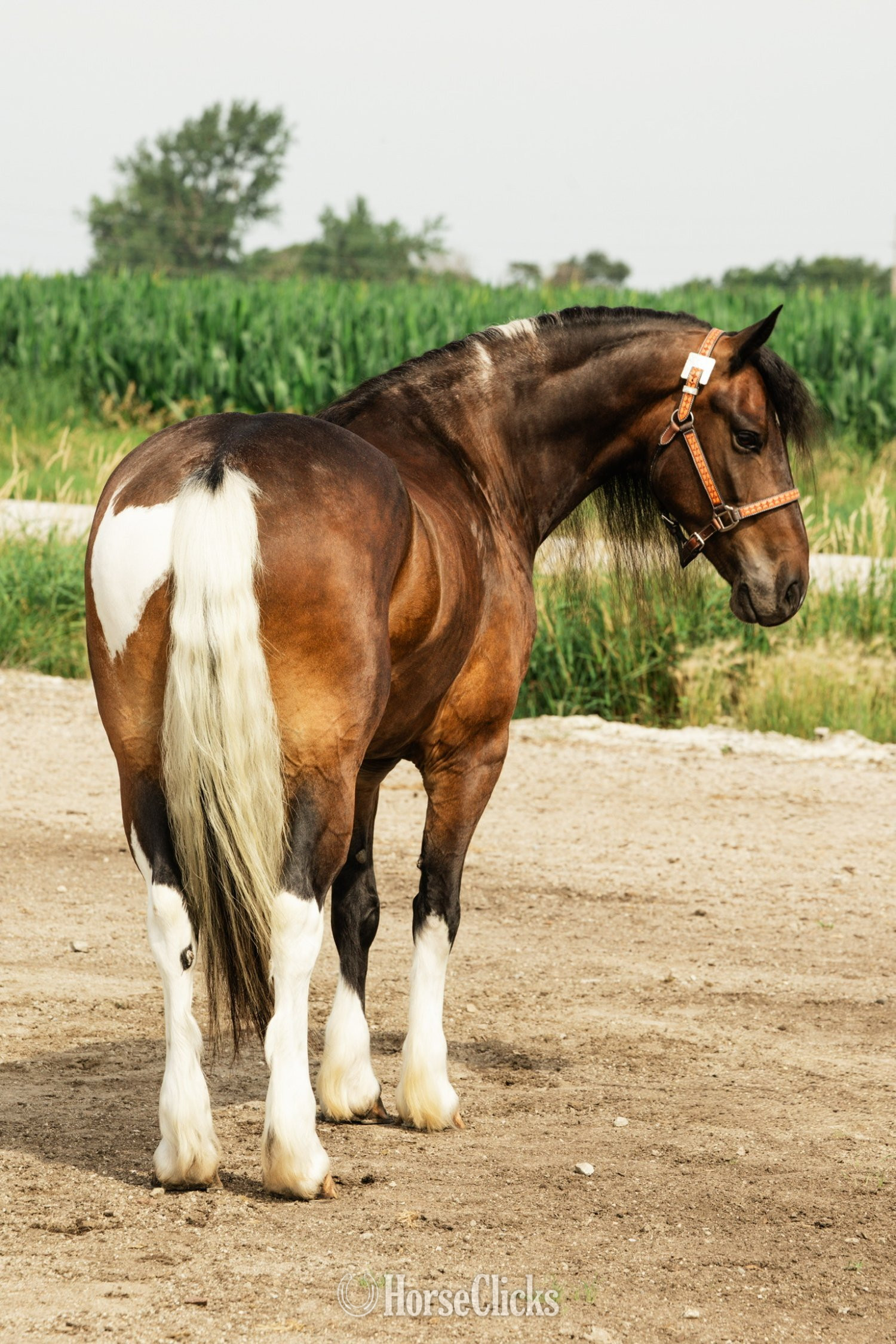 "Jackson" Pinto Gelding Gypsy Vanner - Gypsy Vanner