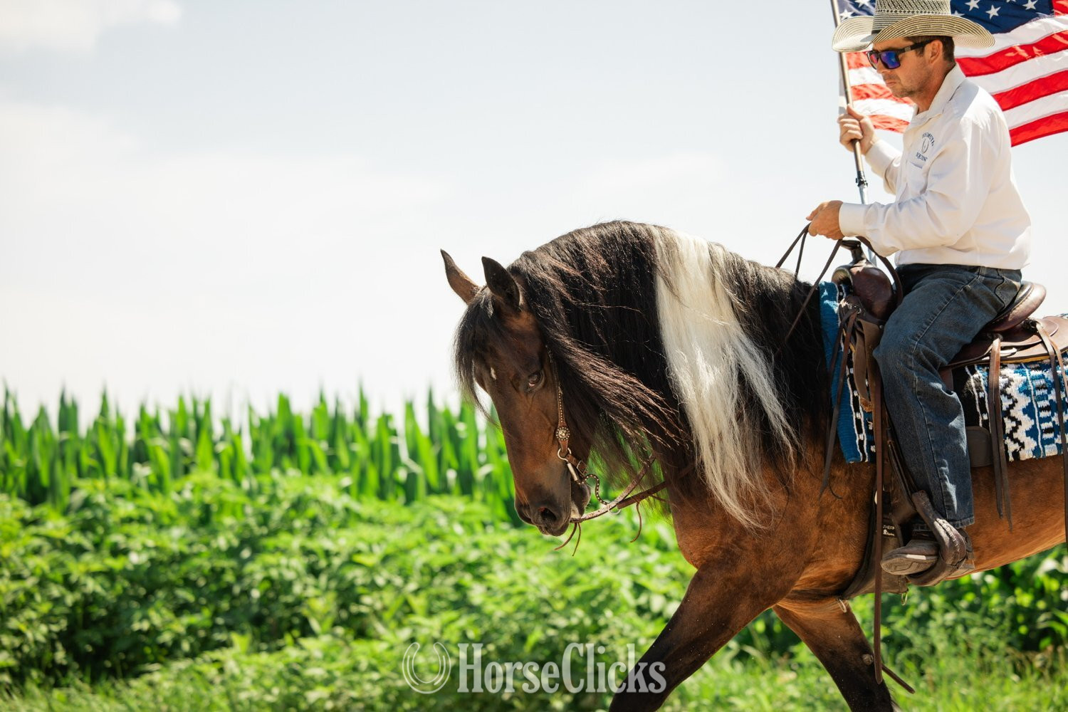 Gypsy Vanner - "Jackson" Pinto Gelding Gypsy Vanner in Iowa