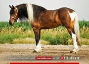 "Jackson" Pinto Gelding Gypsy Vanner