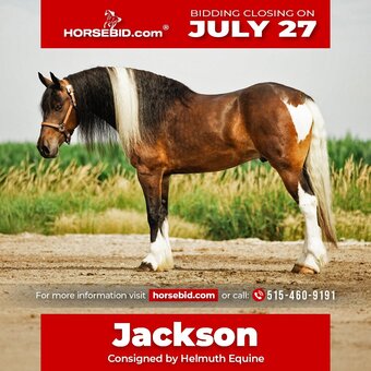 "Jackson" Pinto Gelding Gypsy Vanner