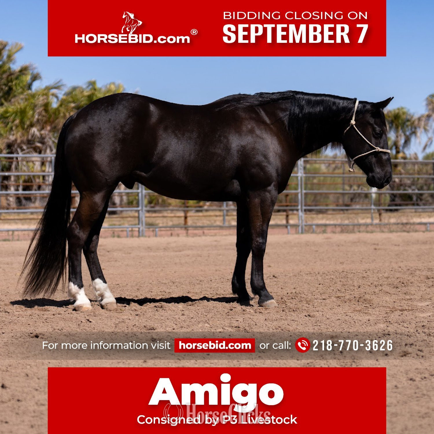 "Amigo" Black Gelding Quarter Horse in Minnesota