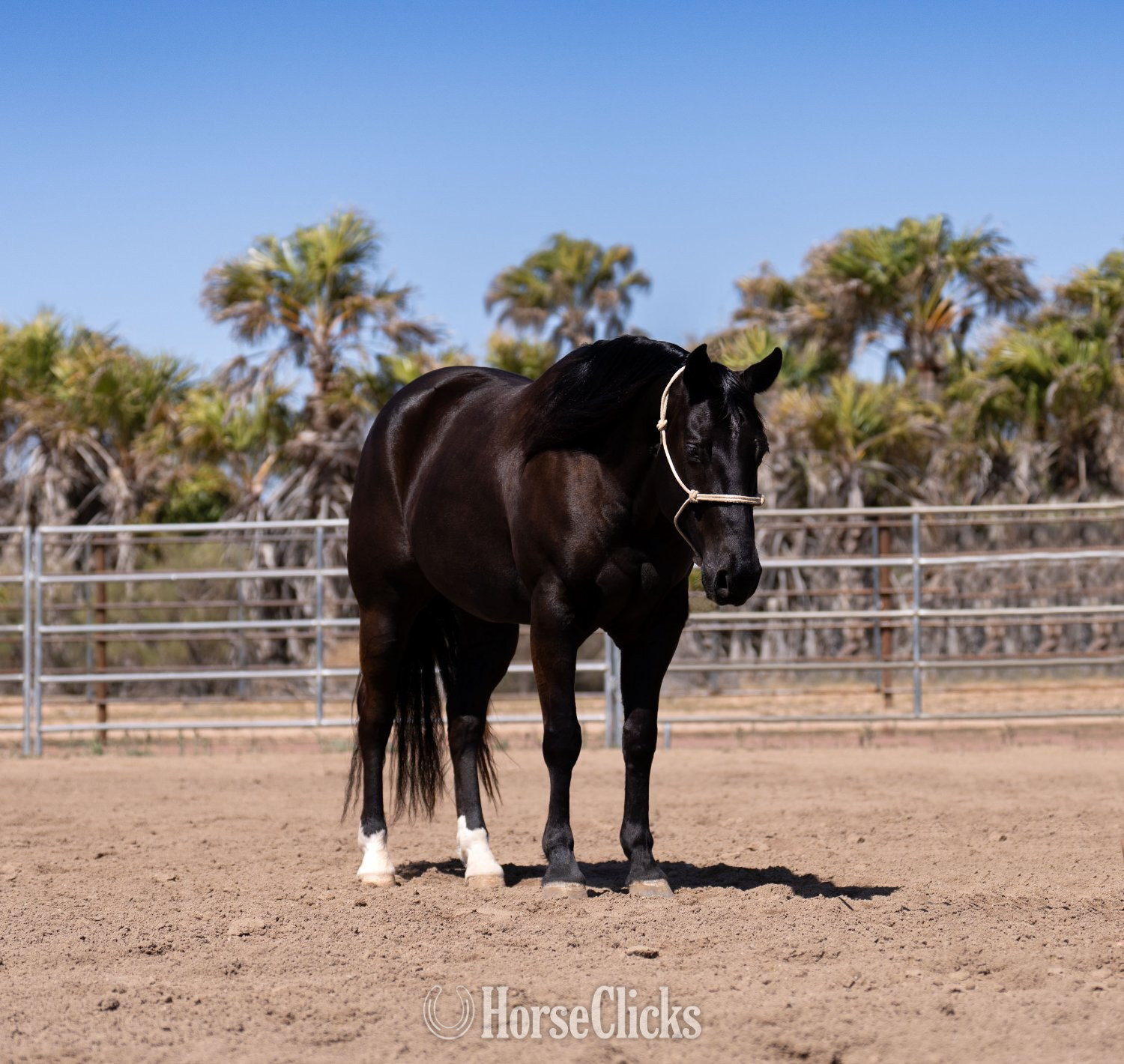 "Amigo" Black Gelding Quarter Horse