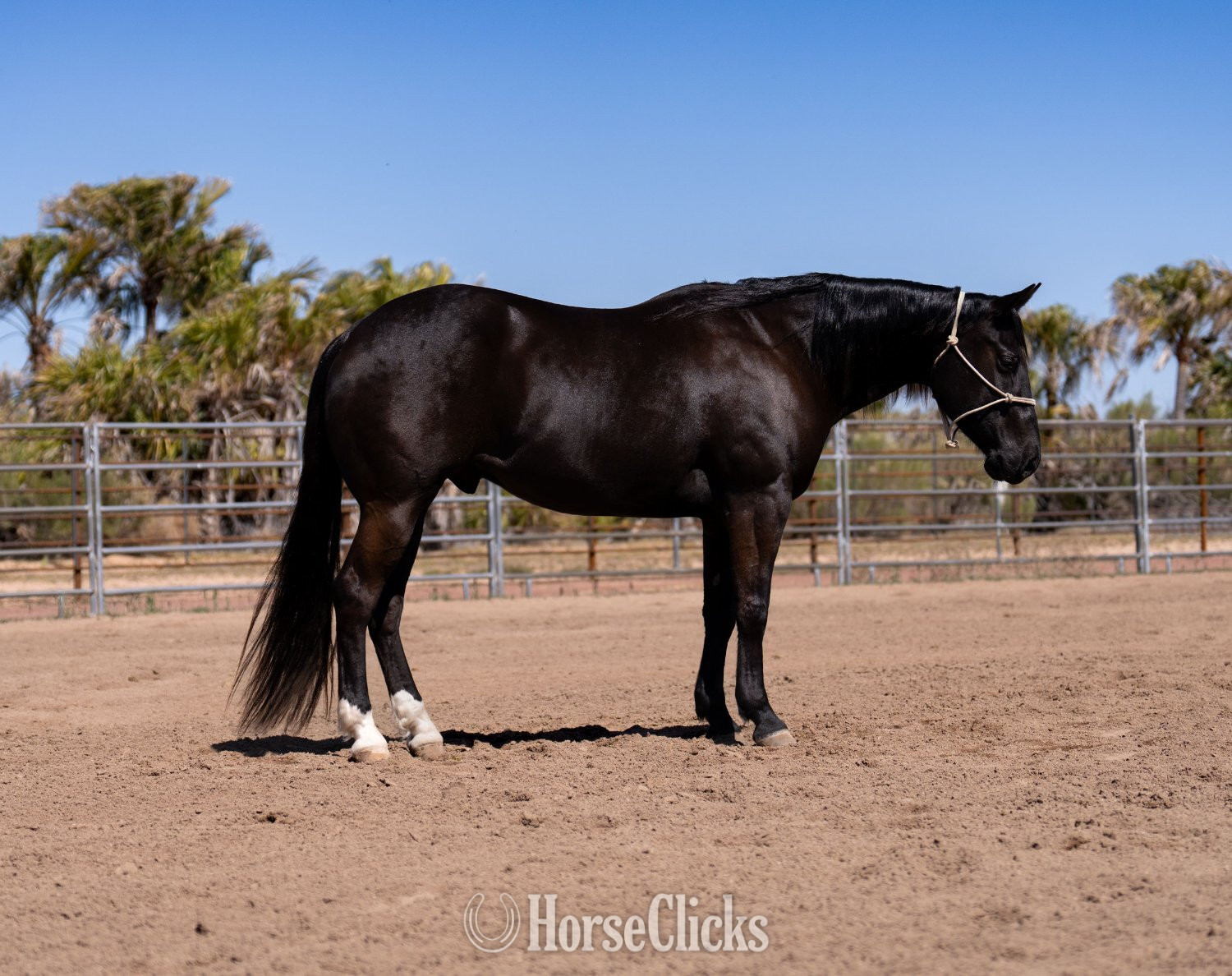 Minnesota "Amigo" Black Gelding Quarter Horse