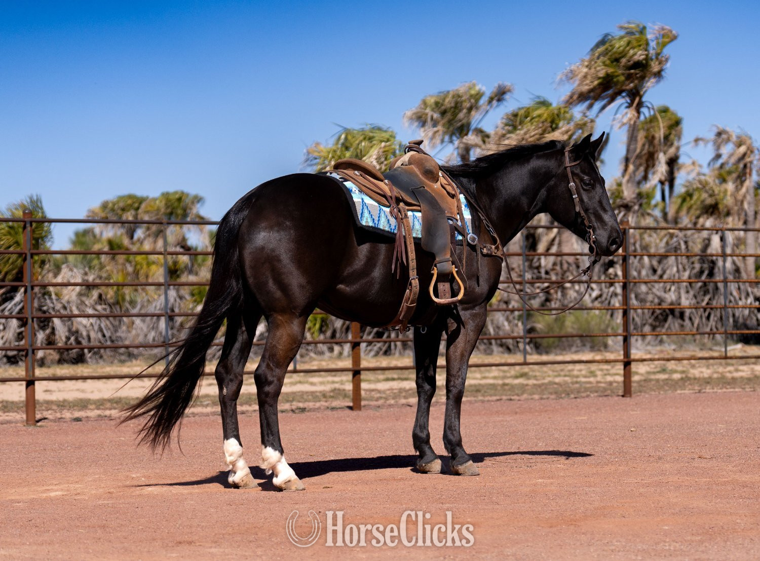 "Amigo" Black Gelding Quarter Horse - Quarter Horse