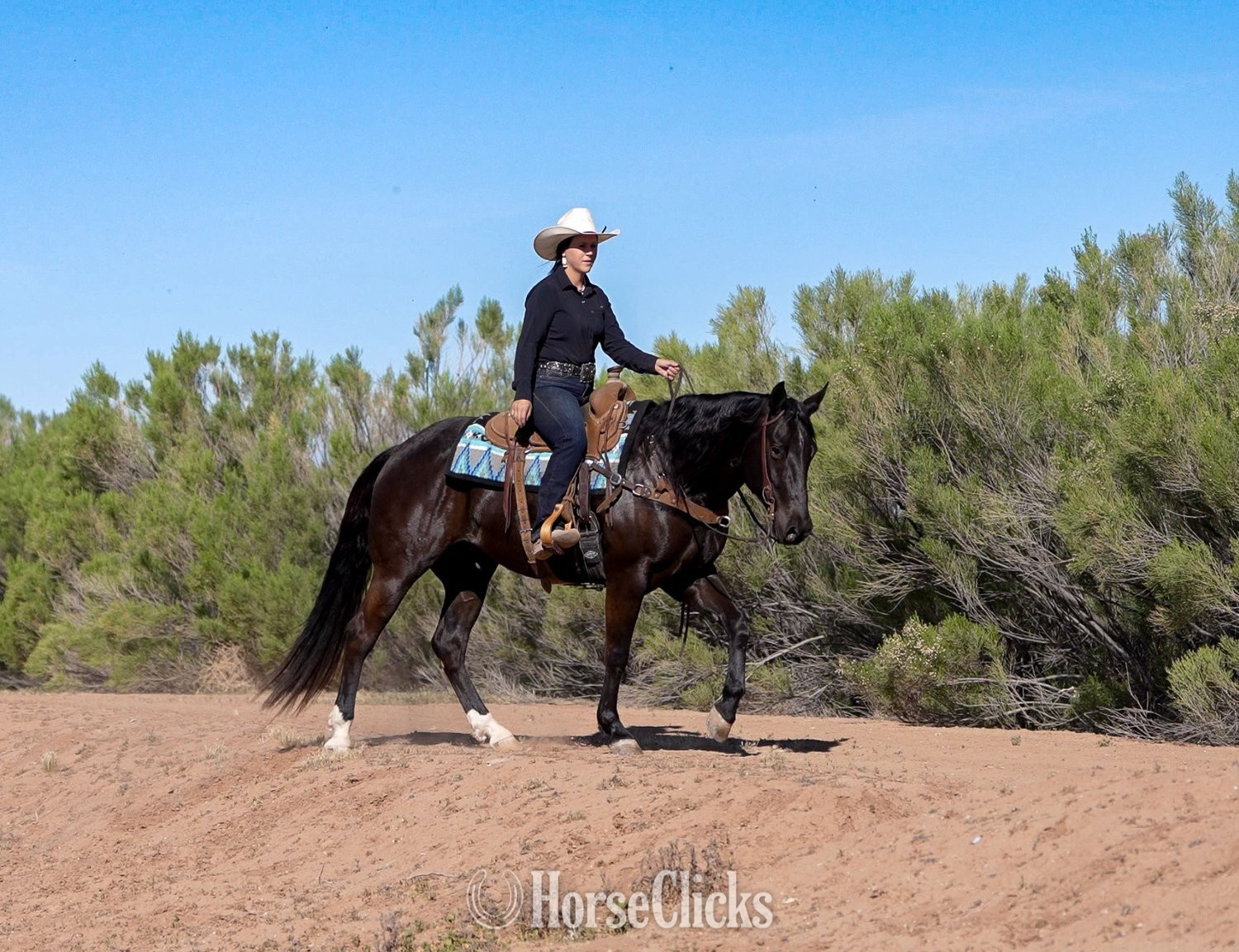 Quarter Horse - "Amigo" Black Gelding Quarter Horse