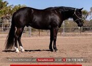 "Amigo" Black Gelding Quarter Horse