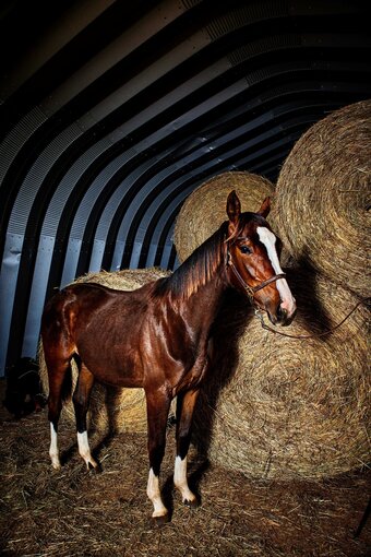 "Tuaca Twist" Bay Filly Warmblood