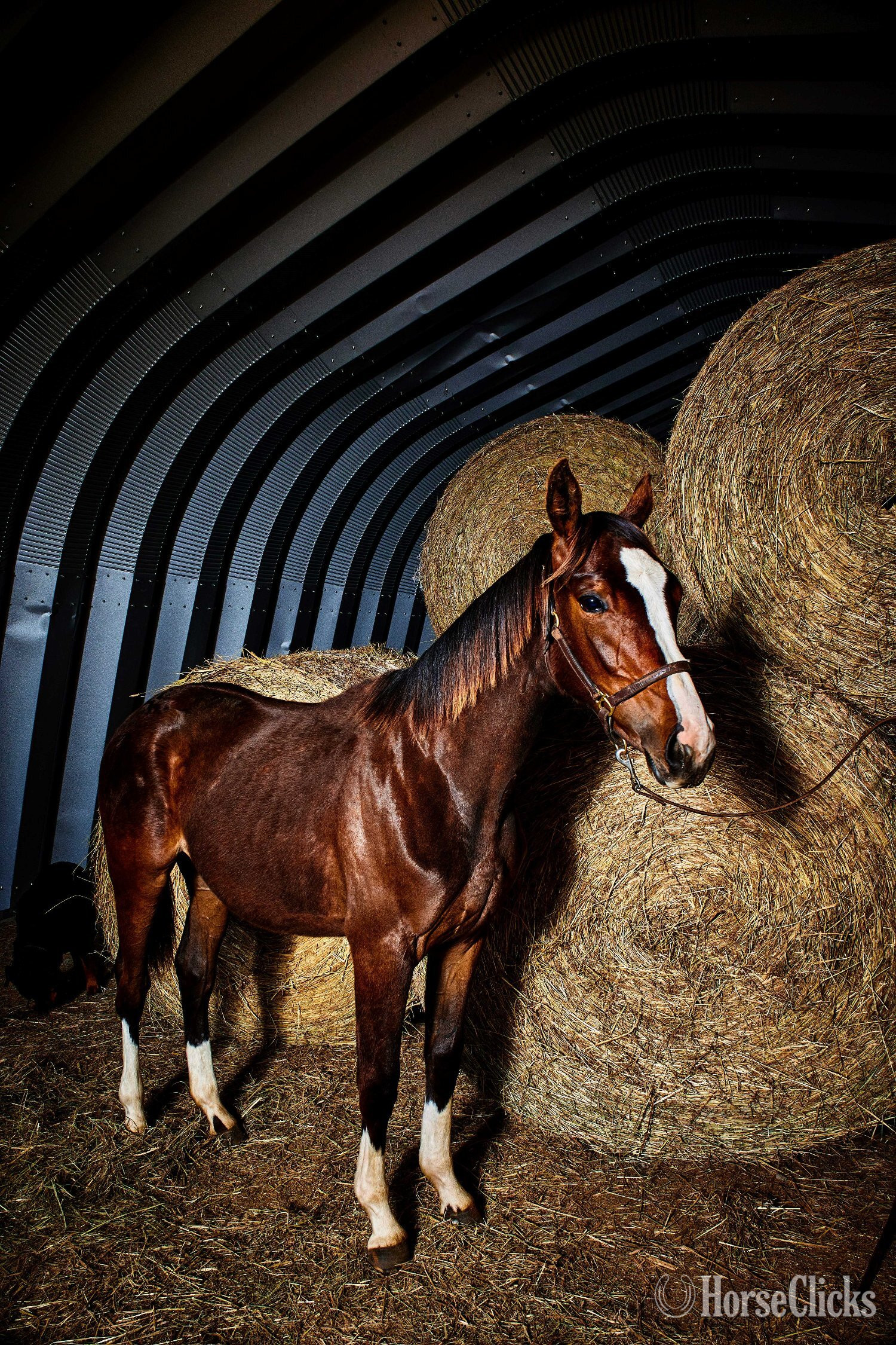 "Tuaca Twist" Bay Filly Warmblood in Ontario