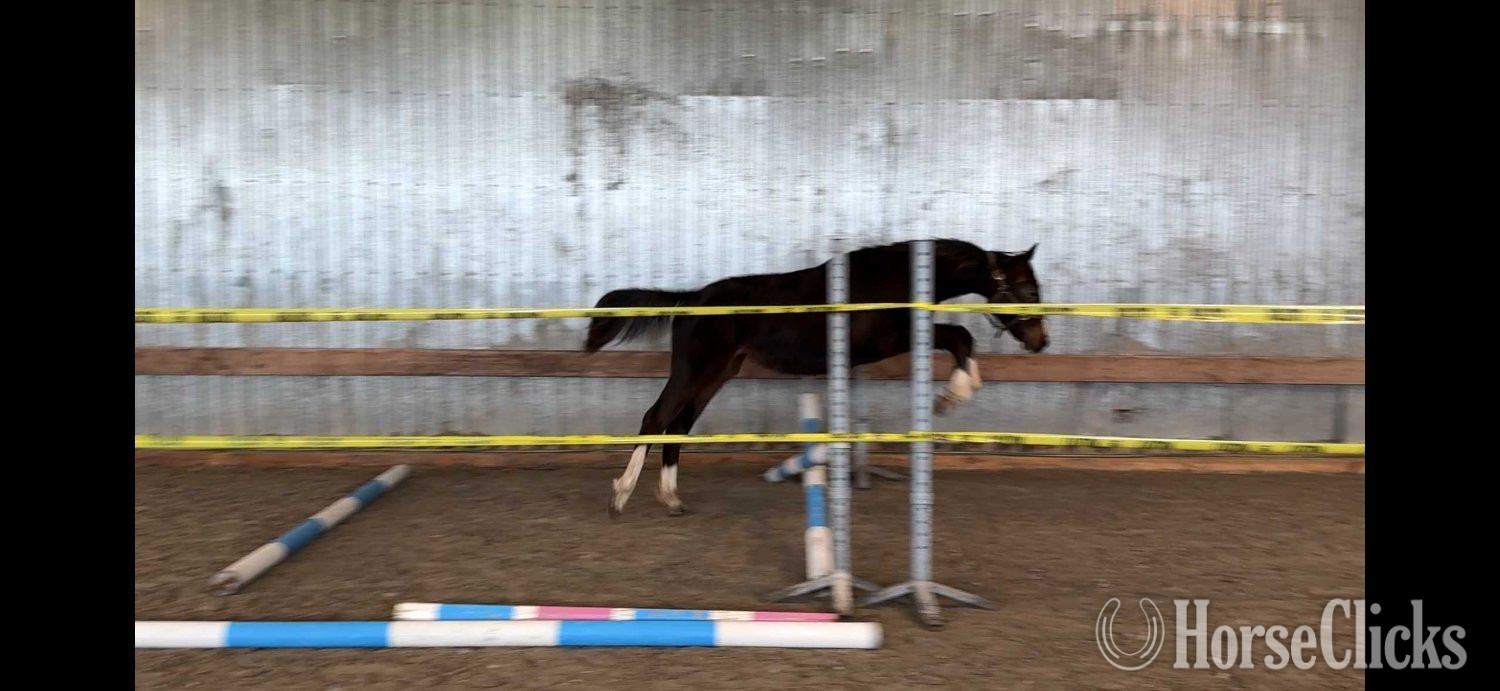 "Tuaca Twist" Bay Filly Warmblood