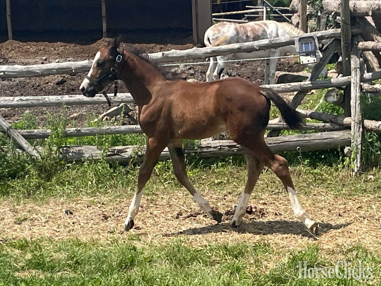 Ontario "Tuaca Twist" Bay Filly Warmblood