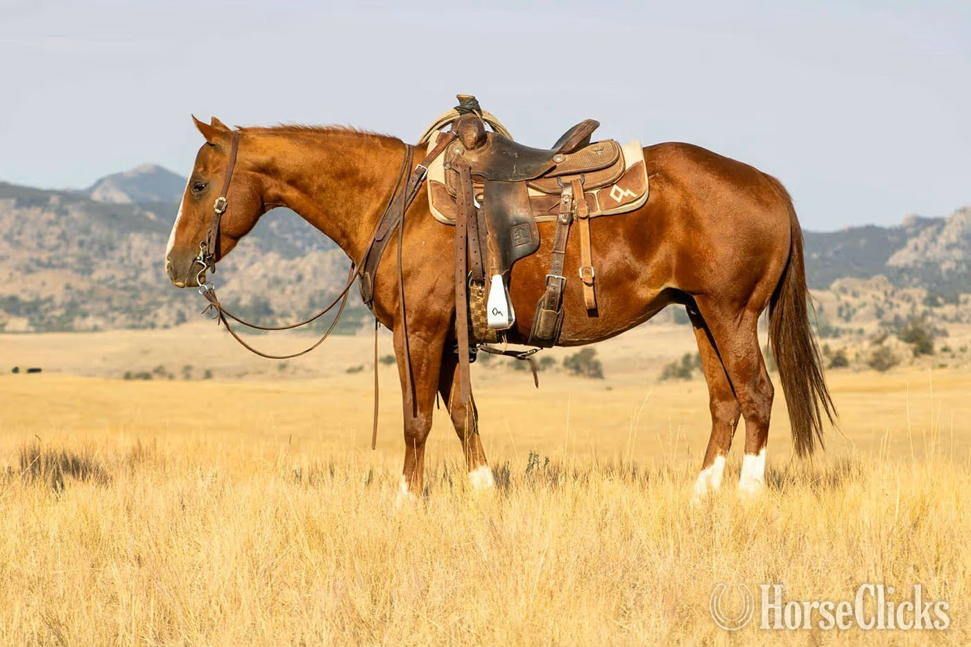 "Fancy " Sorrel Mare Quarter Horse in Wyoming