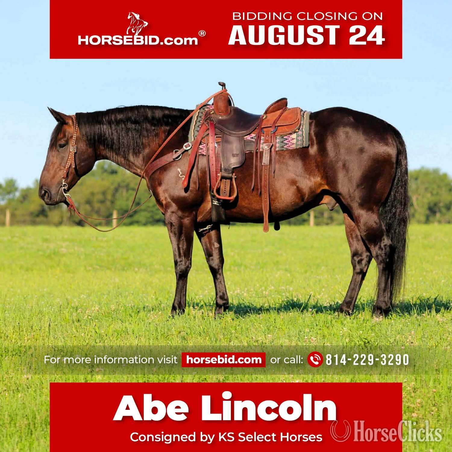"Abe Lincoln" Black Gelding Quarter Horse in Pennsylvania
