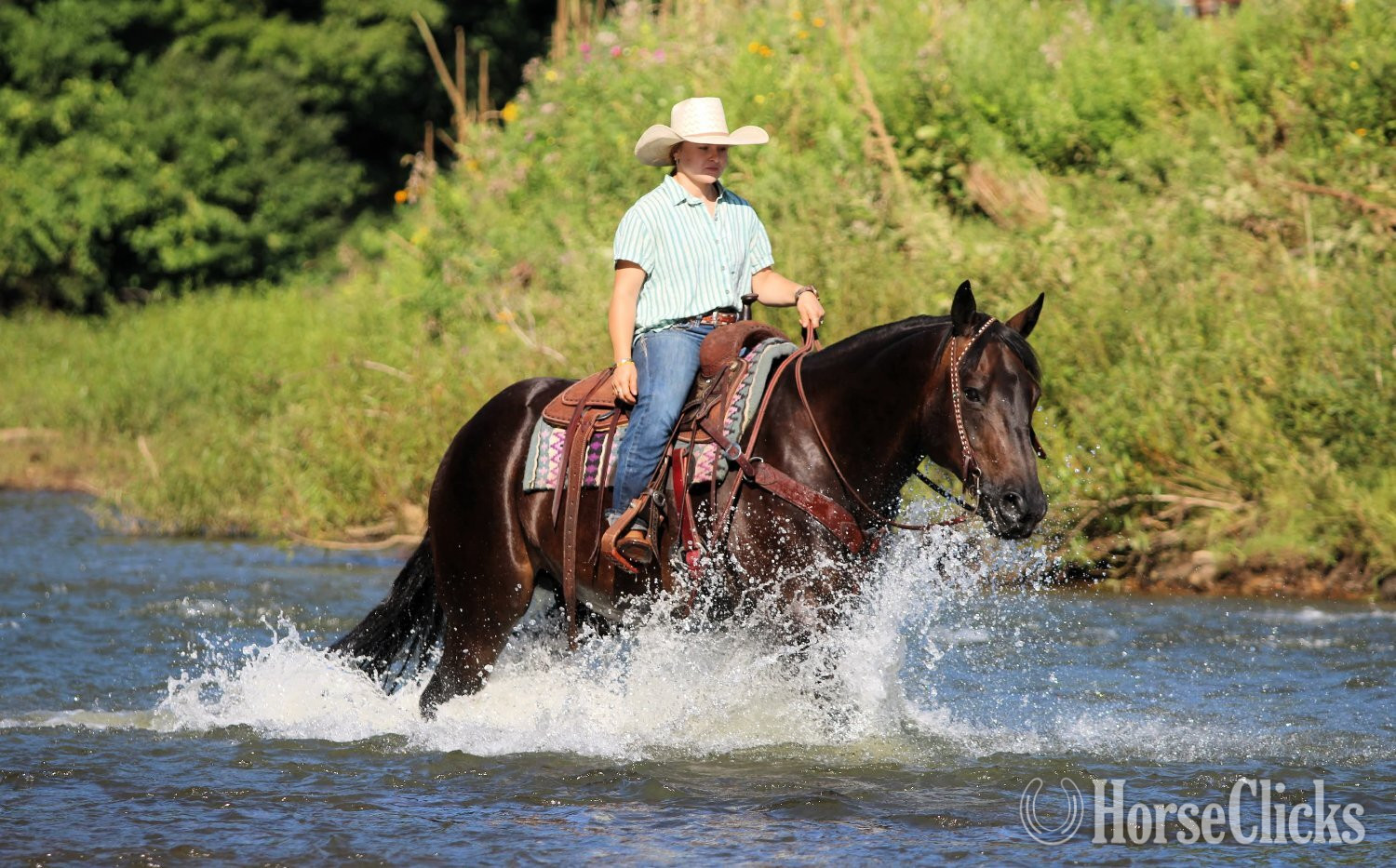 "Abe Lincoln" Black Gelding Quarter Horse