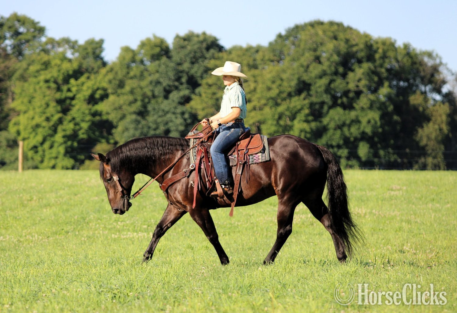 Pennsylvania "Abe Lincoln" Black Gelding Quarter Horse