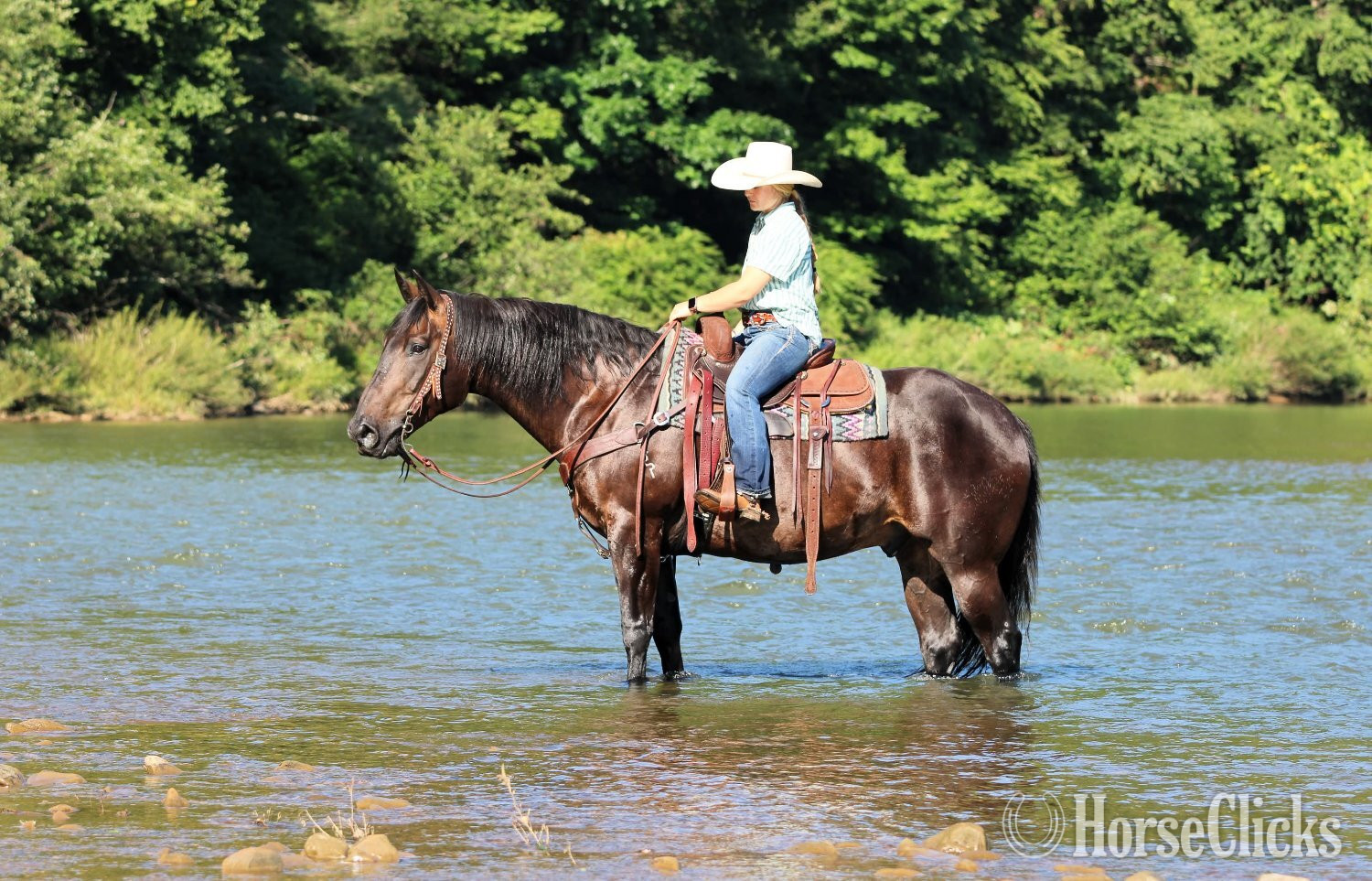 "Abe Lincoln" Black Gelding Quarter Horse - Quarter Horse in Pennsylvania