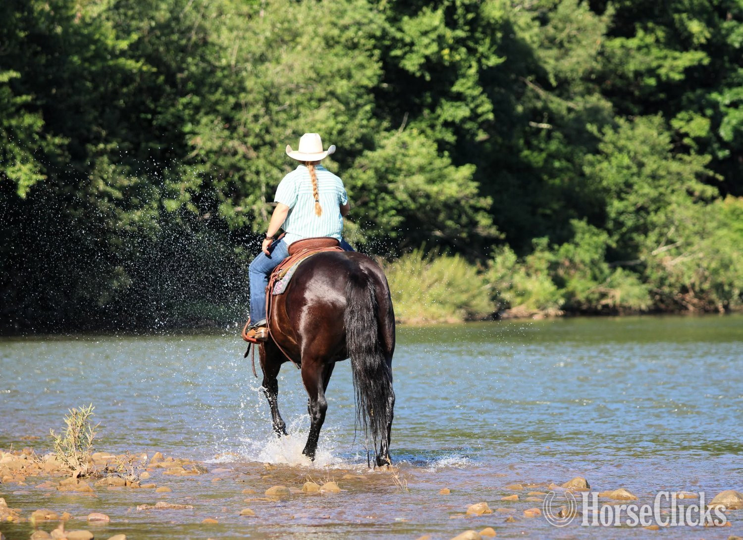 "Abe Lincoln" Black Gelding Quarter Horse - Quarter Horse