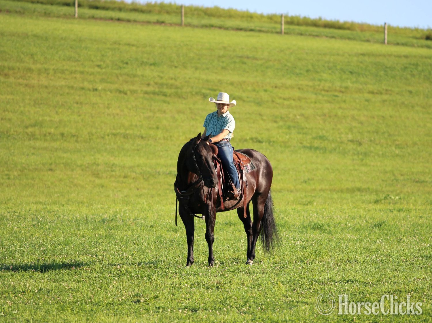 "Abe Lincoln" Black Gelding Quarter Horse Pennsylvania