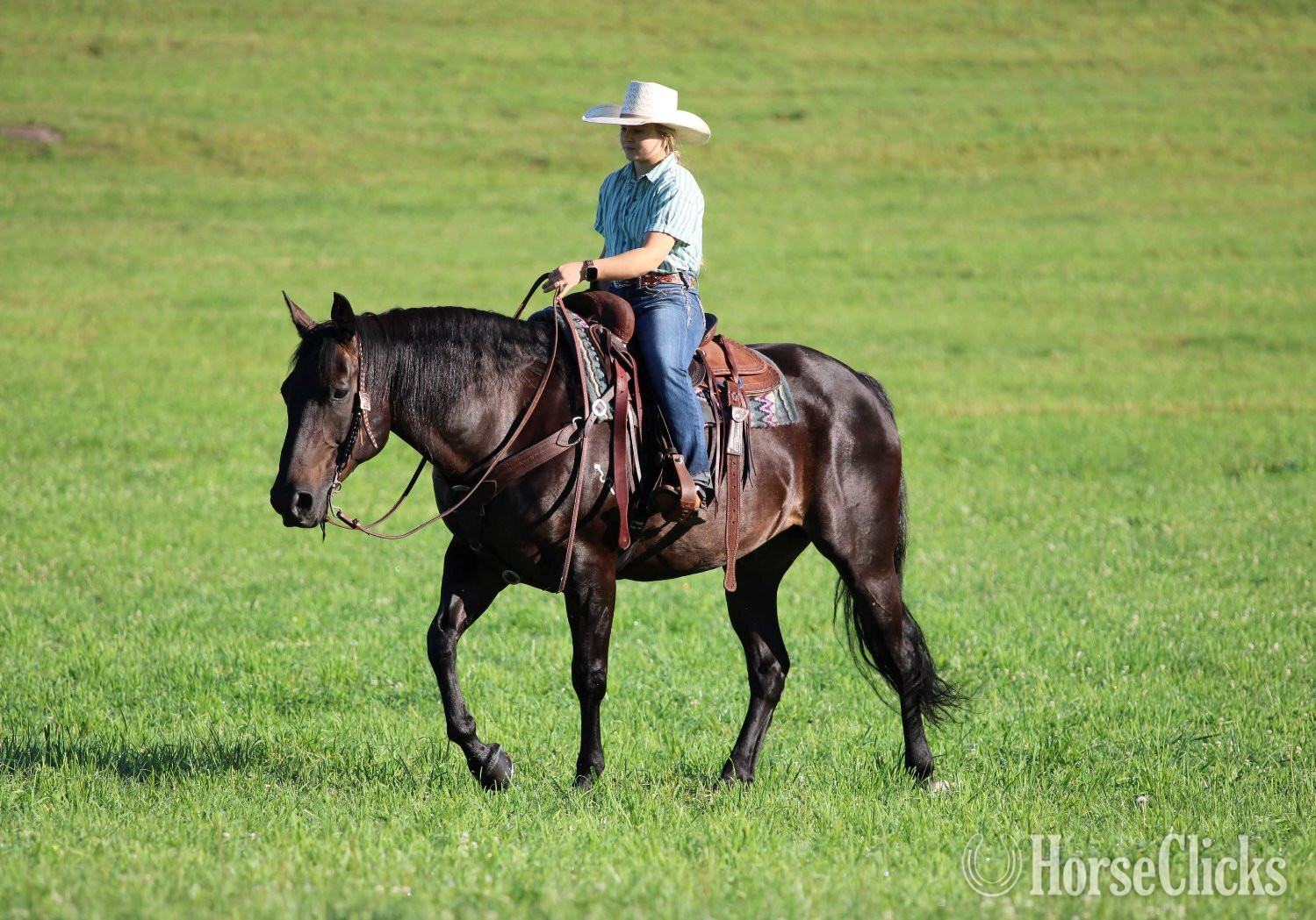 Quarter Horse - "Abe Lincoln" Black Gelding Quarter Horse in Pennsylvania