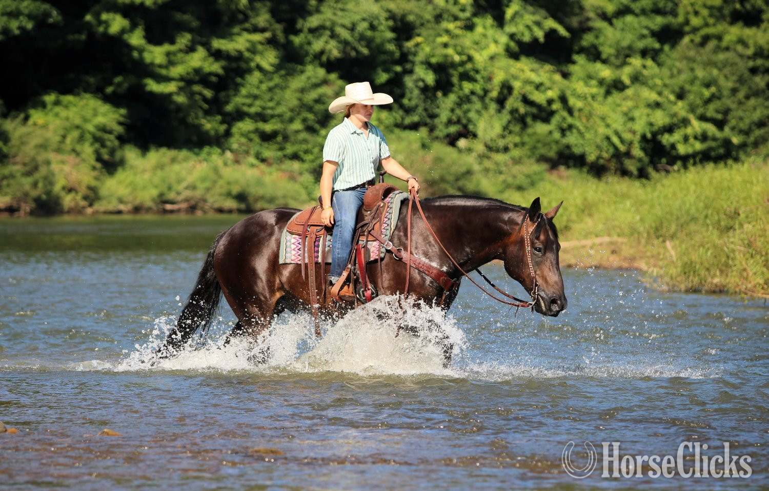 Quarter Horse - "Abe Lincoln" Black Gelding Quarter Horse
