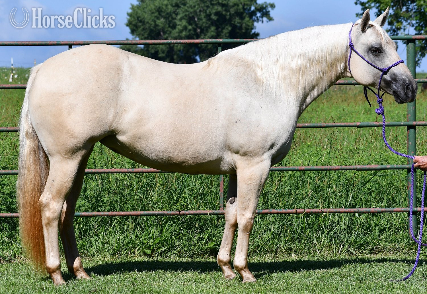 ""2 in 1" package. Awesome Diamond Jac & " Palomino Mare Quarter Horse in Missouri