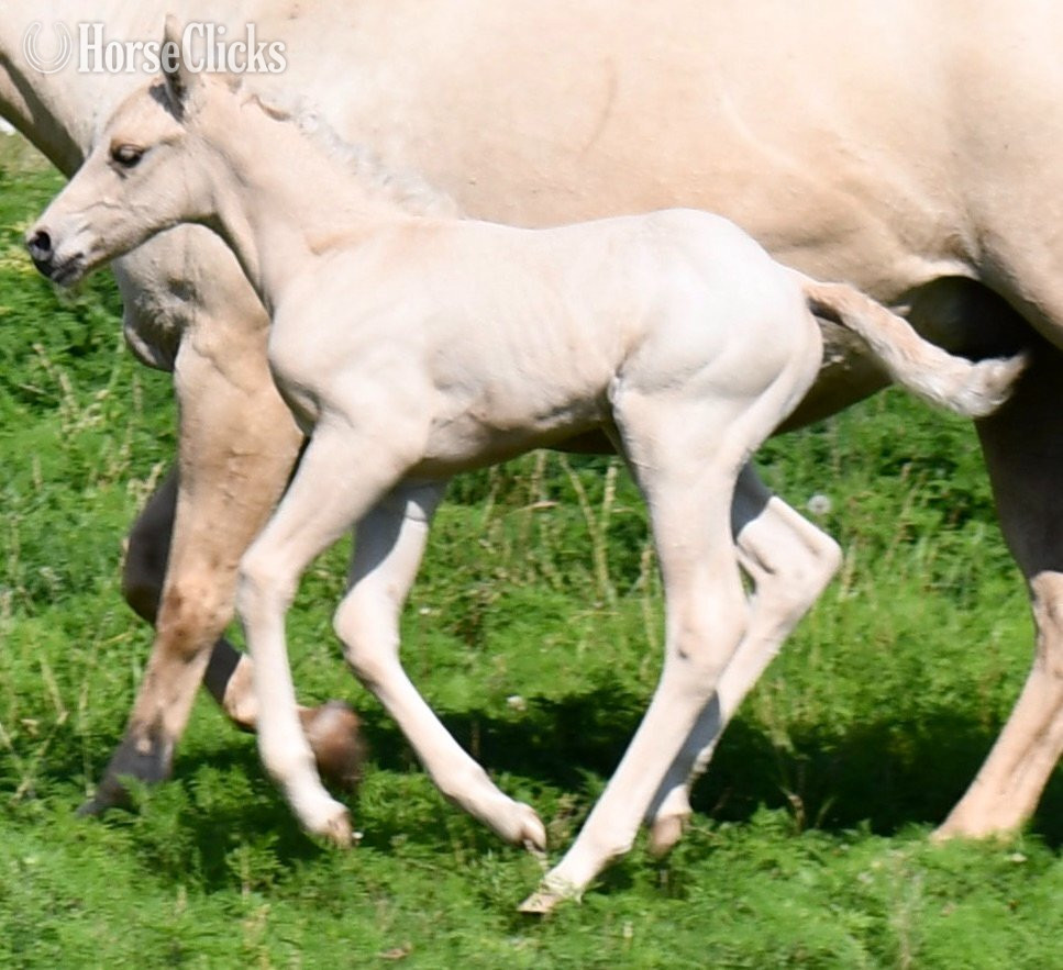 ""2 in 1" package. Awesome Diamond Jac & " Palomino Mare Quarter Horse