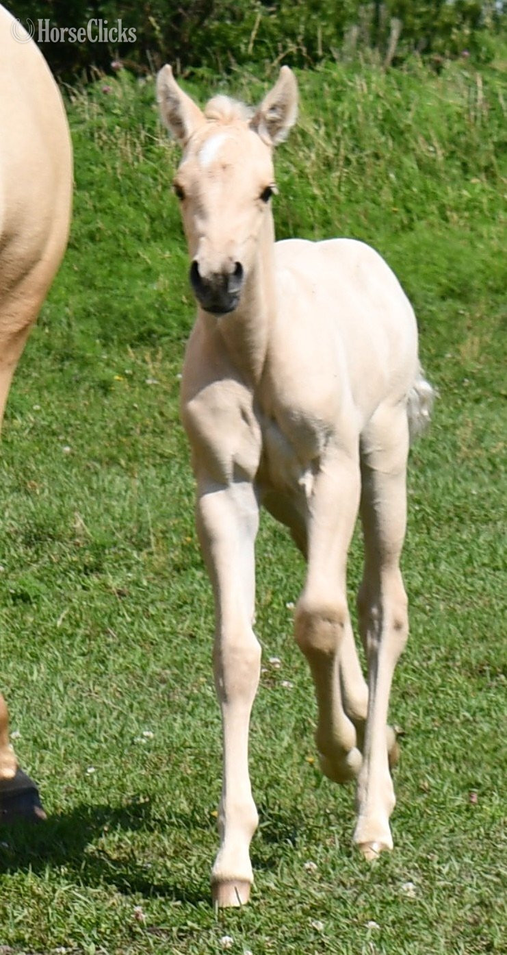 Missouri ""2 in 1" package. Awesome Diamond Jac & " Palomino Mare Quarter Horse