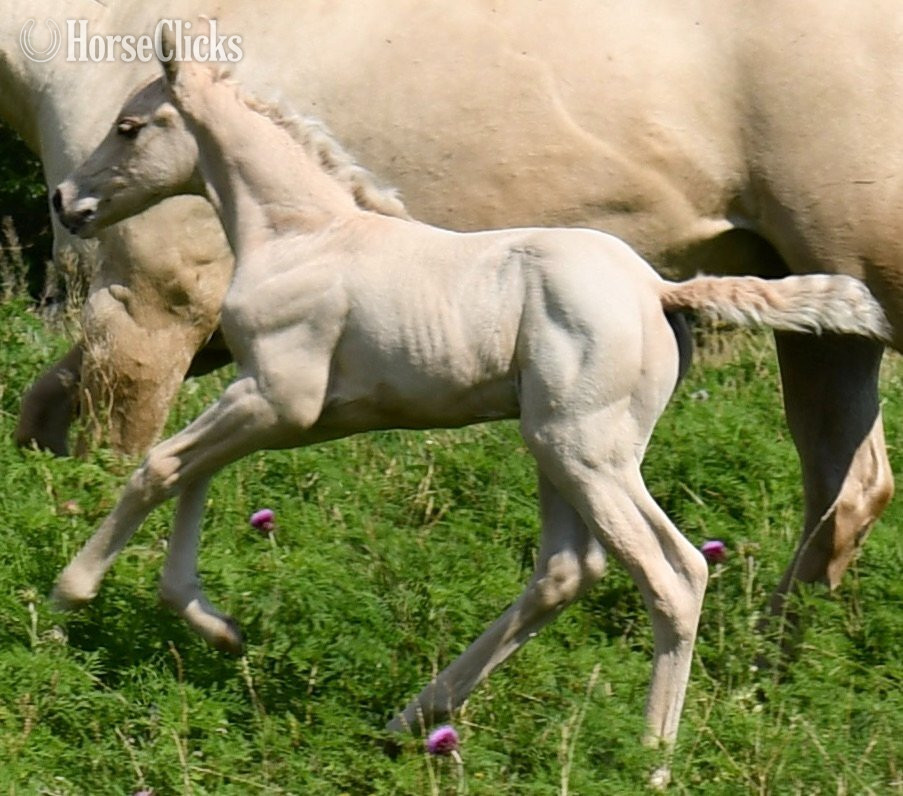 ""2 in 1" package. Awesome Diamond Jac & " Palomino Mare Quarter Horse - Quarter Horse in Missouri