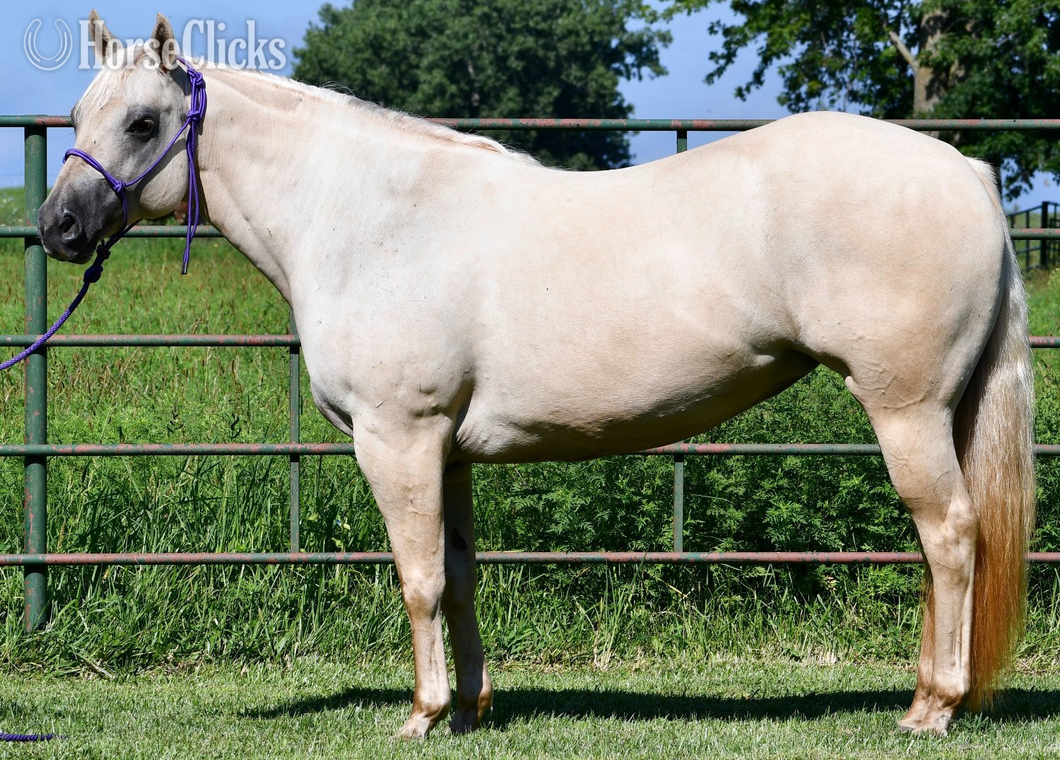 " Awesome Diamond Jac " Palomino Mare Quarter Horse - Quarter Horse in Missouri