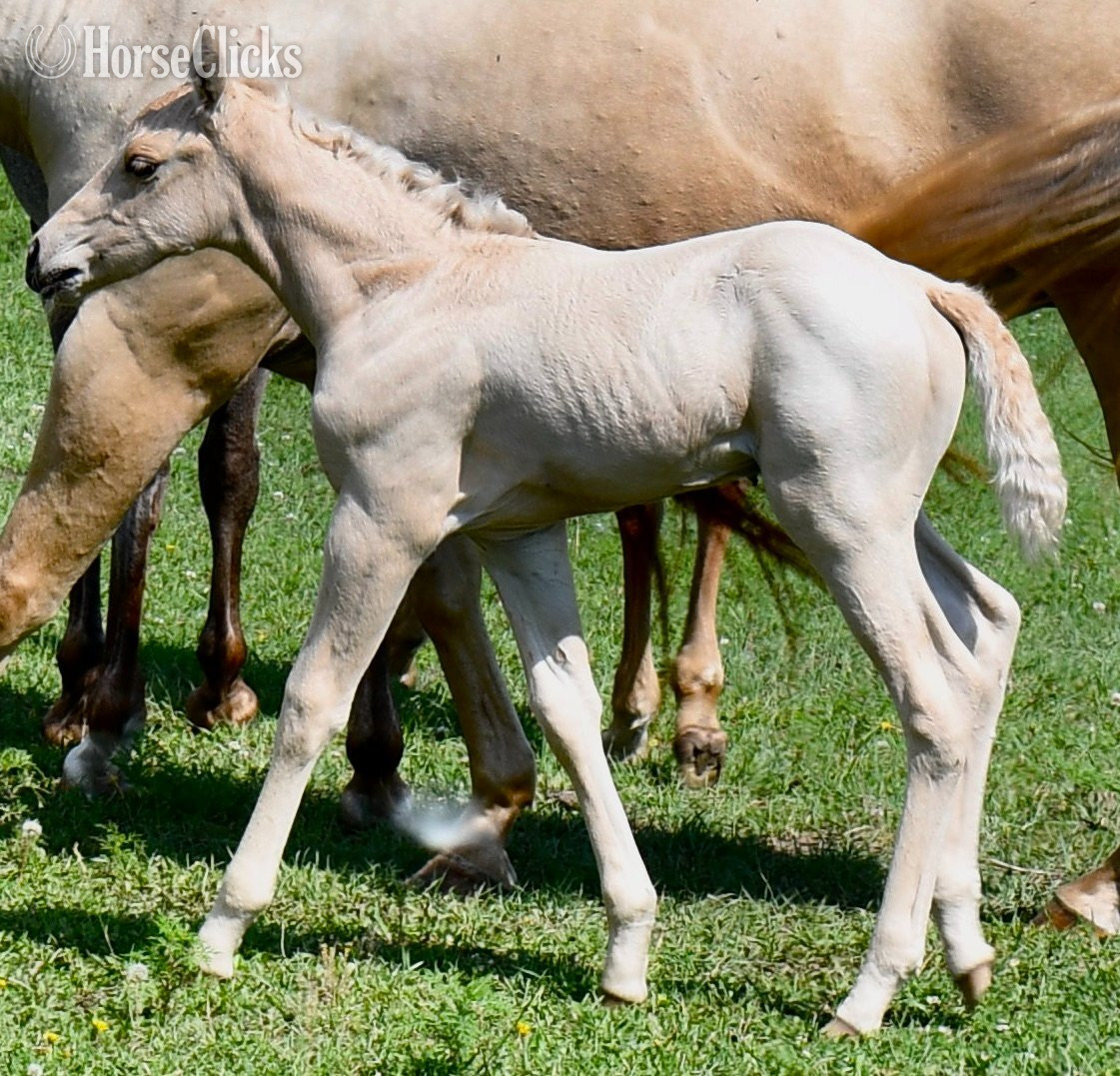 ""2 in 1" package. Awesome Diamond Jac & " Palomino Mare Quarter Horse - Quarter Horse