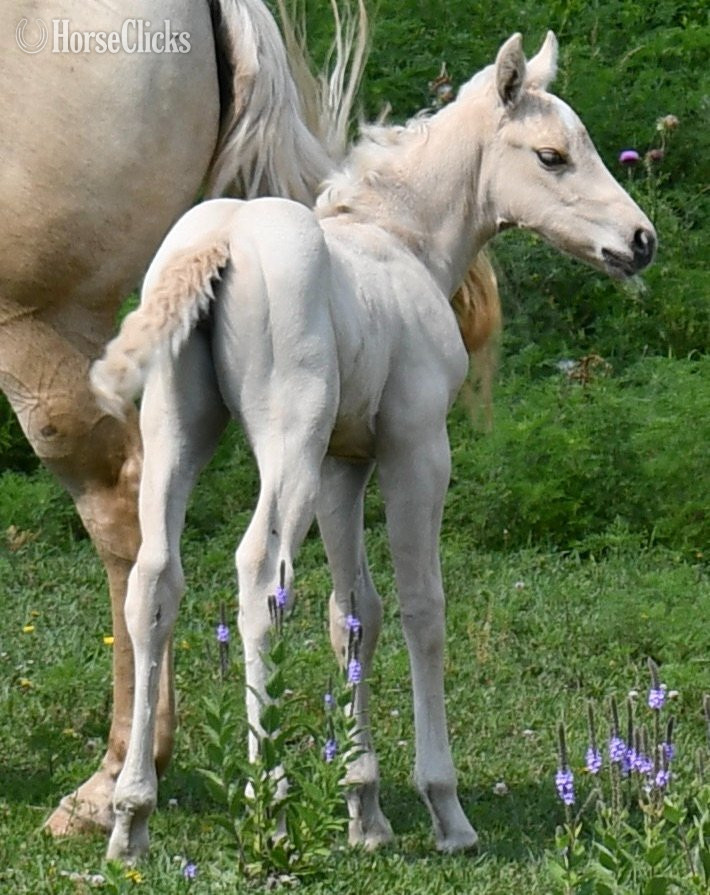 ""2 in 1" package. Awesome Diamond Jac & " Palomino Mare Quarter Horse Missouri