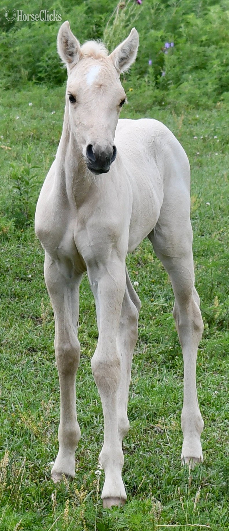 Quarter Horse - ""2 in 1" package. Awesome Diamond Jac & " Palomino Mare Quarter Horse in Missouri