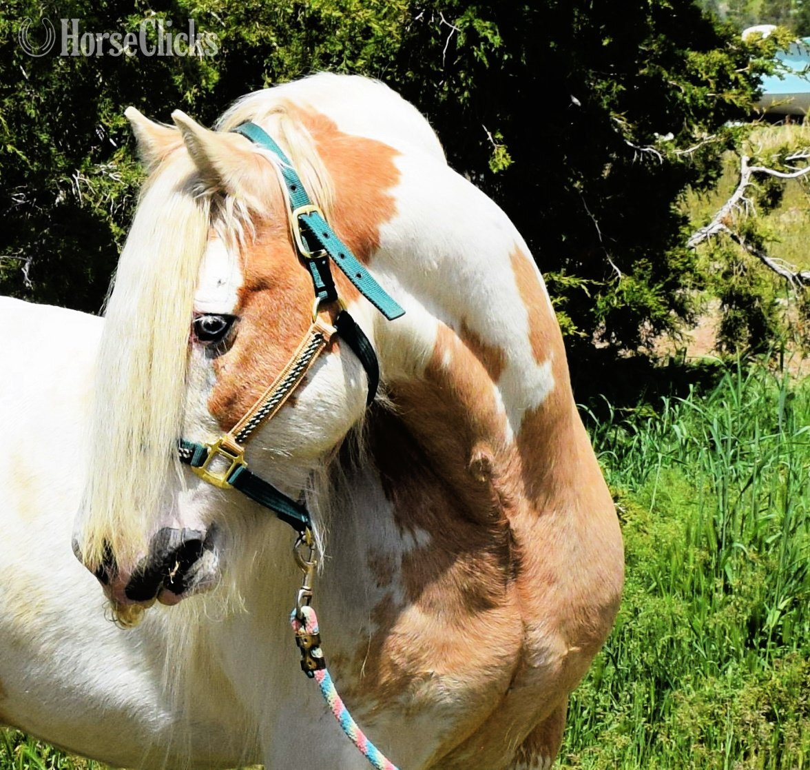 Palomino 14.2hh Gypsy Vanner Stallion