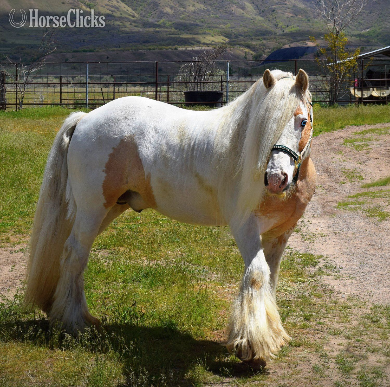 Utah Palomino 14.2hh Gypsy Vanner Stallion