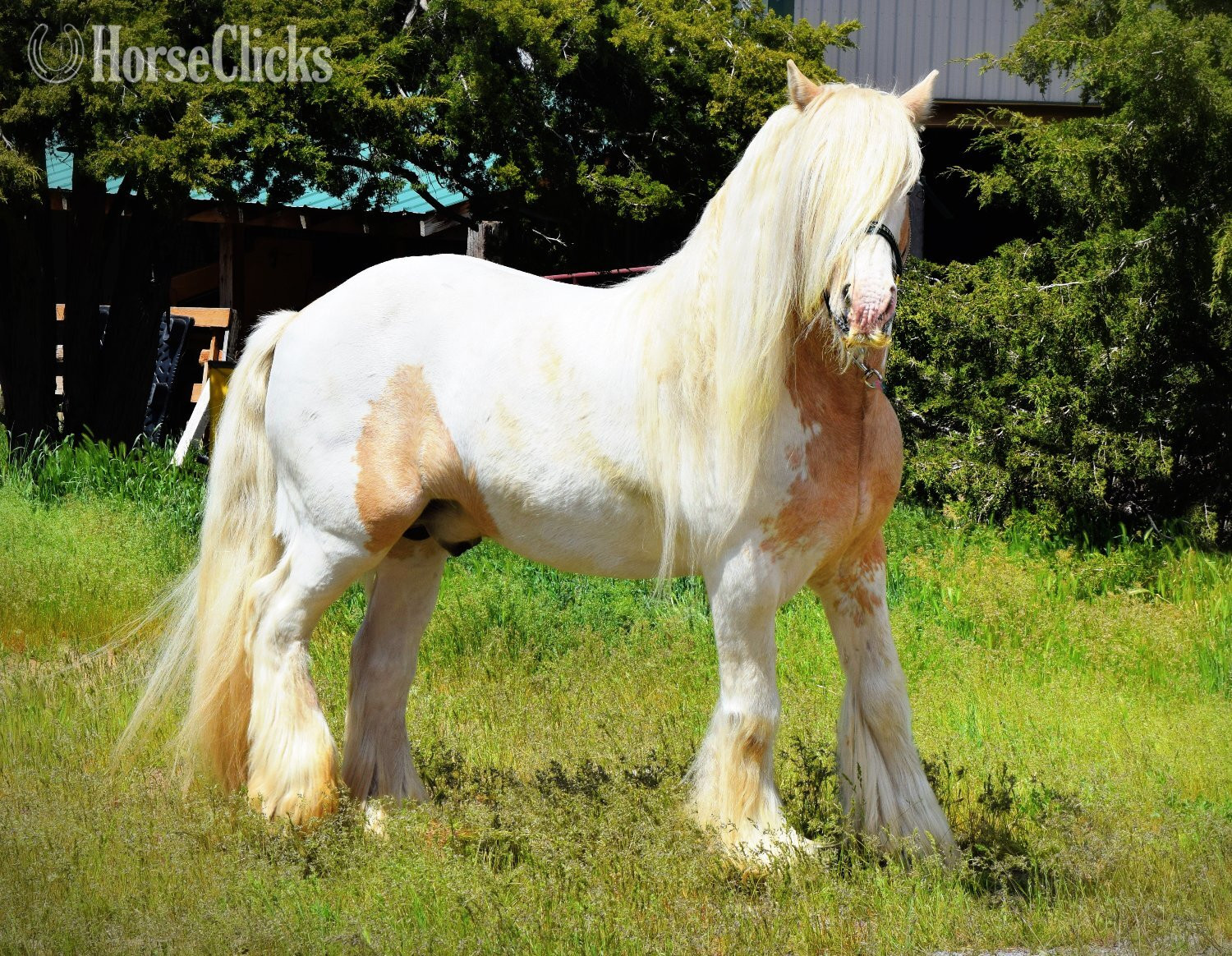 Palomino 14.2hh Gypsy Vanner Stallion - Gypsy Vanner in Utah