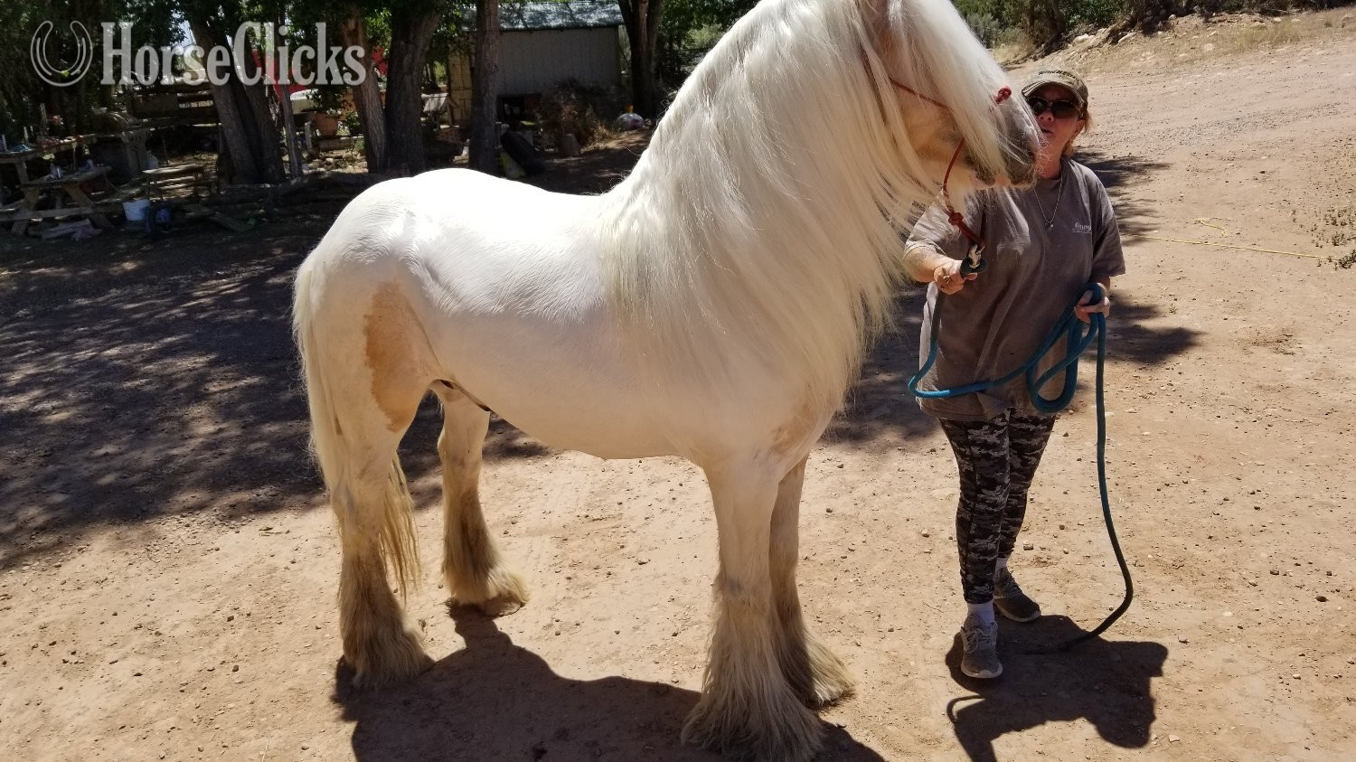 Palomino 14.2hh Gypsy Vanner Stallion - Gypsy Vanner