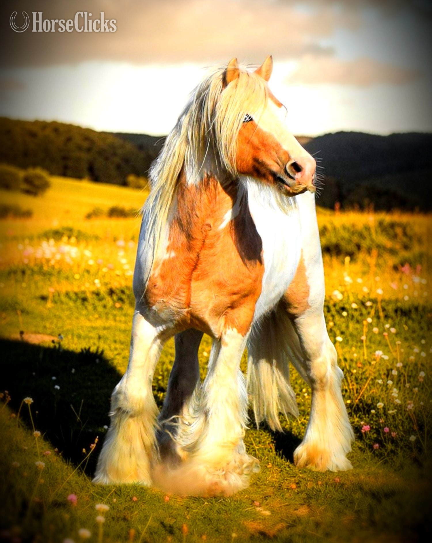 Palomino 14.2hh Gypsy Vanner Stallion Utah