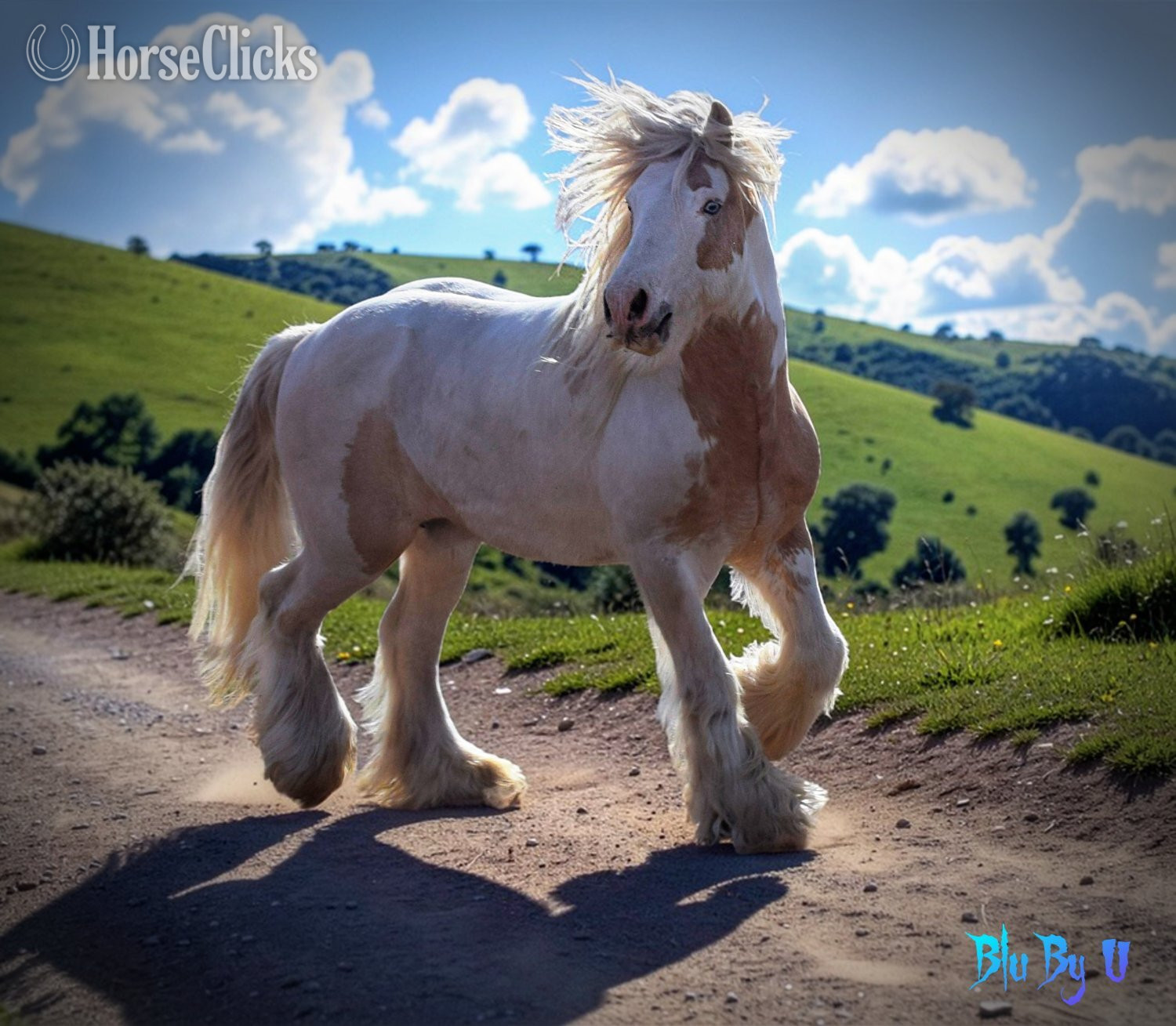 Gypsy Vanner - Palomino 14.2hh Gypsy Vanner Stallion in Utah