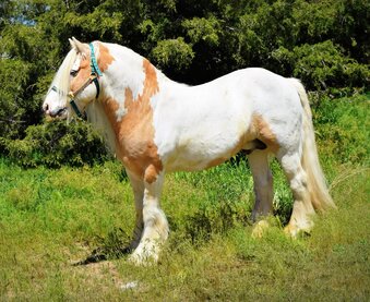 Palomino 14.2hh Gypsy Vanner Stallion