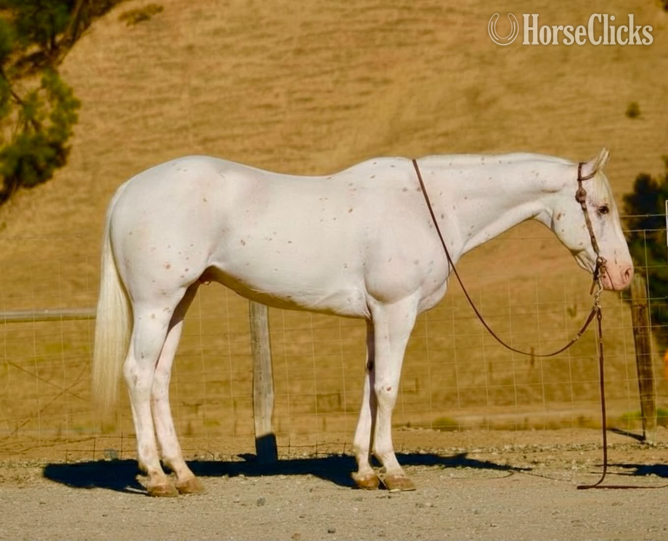 "CHICKENPOX" White Gelding Appaloosa in California