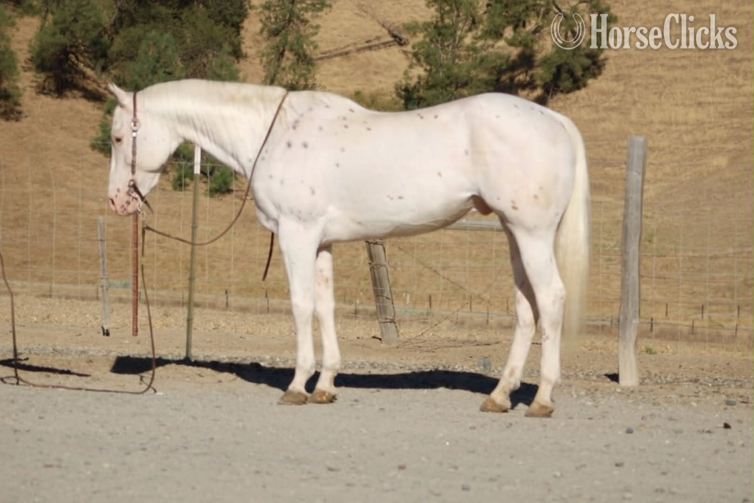 "CHICKENPOX" White Gelding Appaloosa
