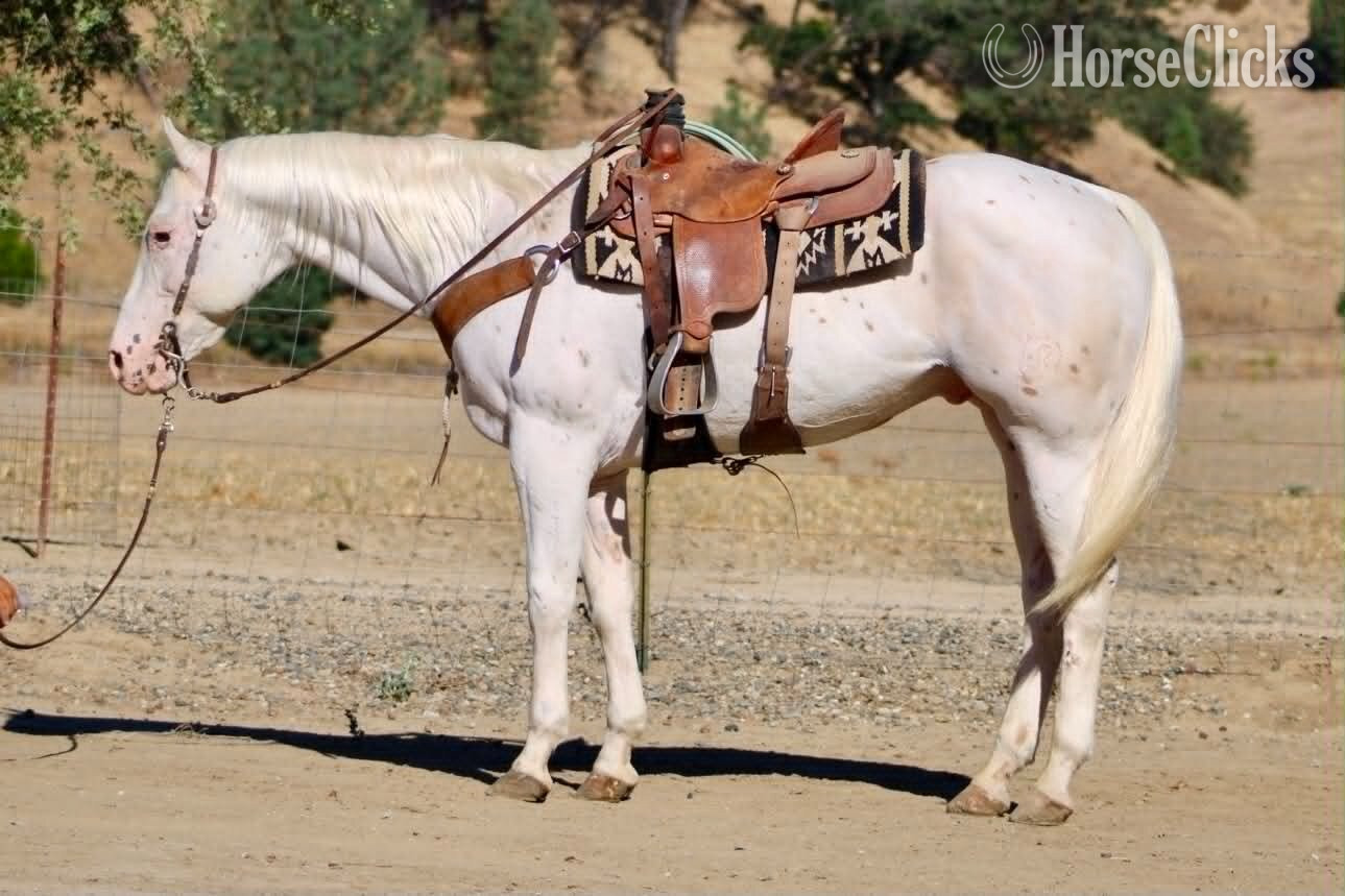 "CHICKENPOX" White Gelding Appaloosa - Appaloosa in California
