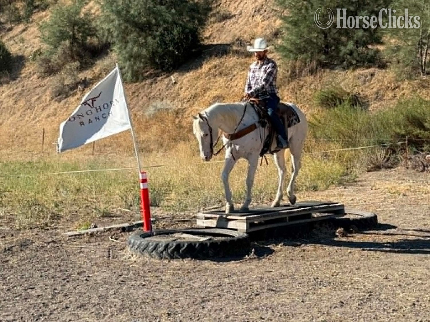 "CHICKENPOX" White Gelding Appaloosa - Appaloosa