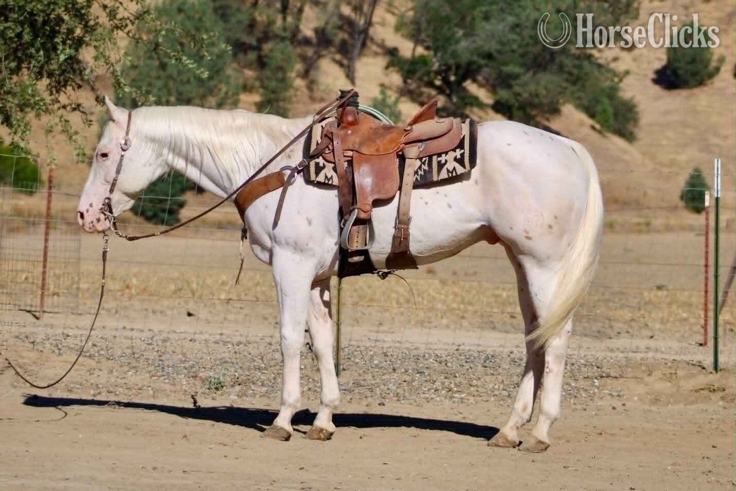 "CHICKENPOX" White Gelding Appaloosa California