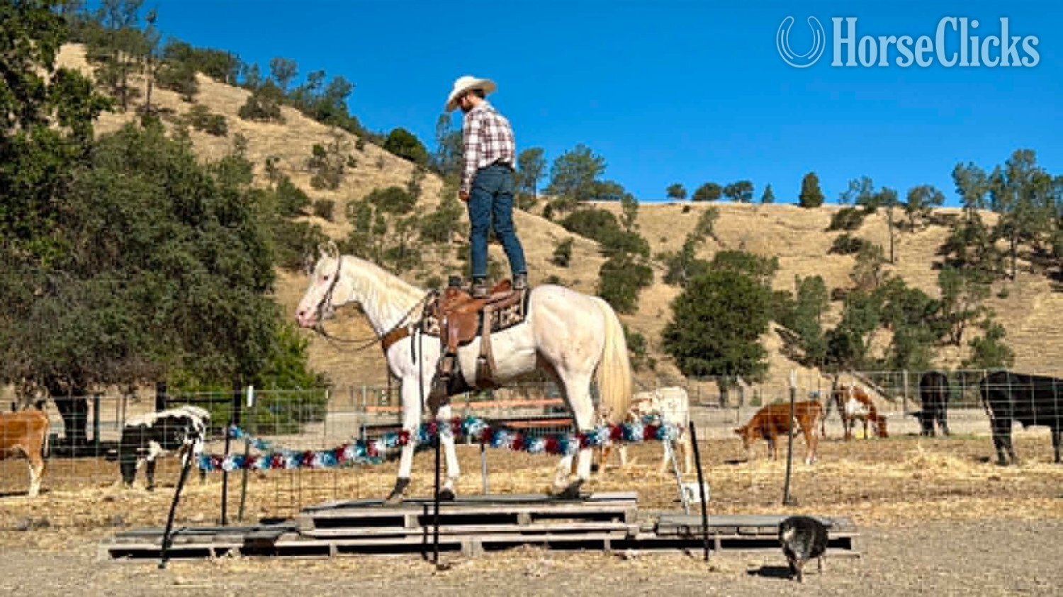 Appaloosa - "CHICKENPOX" White Gelding Appaloosa in California