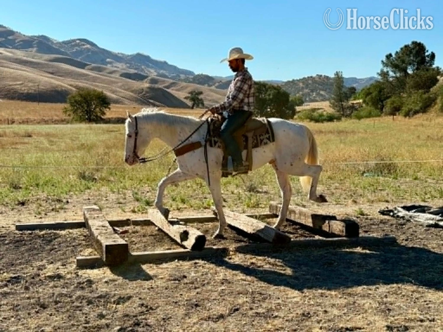 Appaloosa - "CHICKENPOX" White Gelding Appaloosa