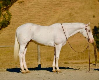 "CHIKENPOX" White Gelding Appaloosa