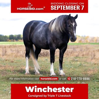 "Winchester " Grey Gelding Draft